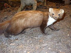 240px Beech Marten