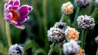 Frosted Flower 0
