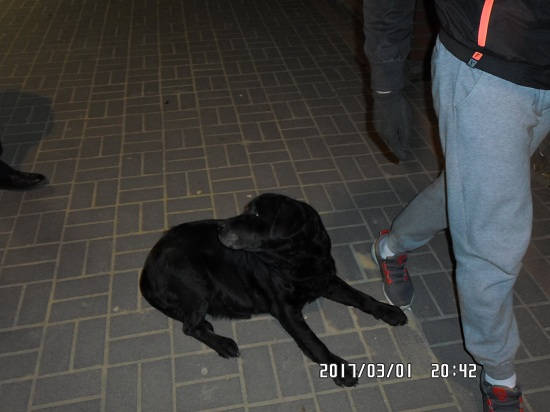 labrador