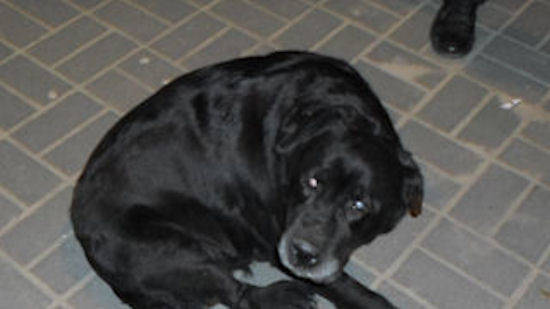 labrador1