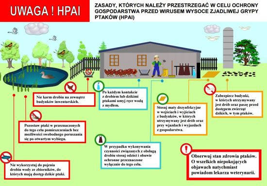 ptasia grypa 1