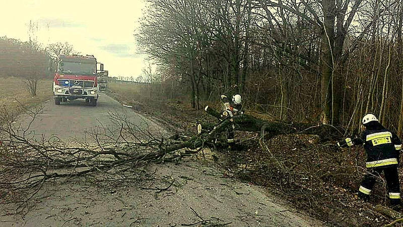 drzewo powalone opsp miekinoia