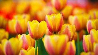 2016tulipany