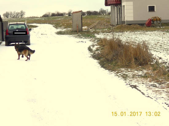 wilczur1