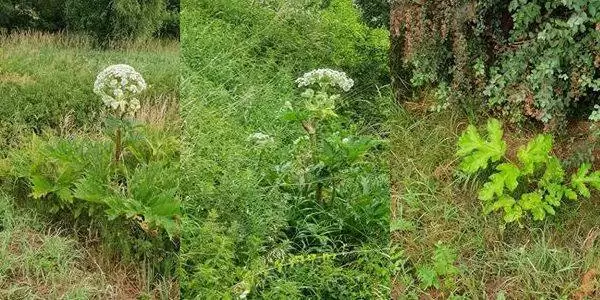 barszcz sosnowskiego