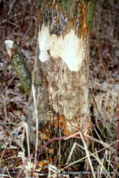 018 IMG 9886