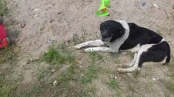 32601809 1031875560293423 6875690922282057728 n