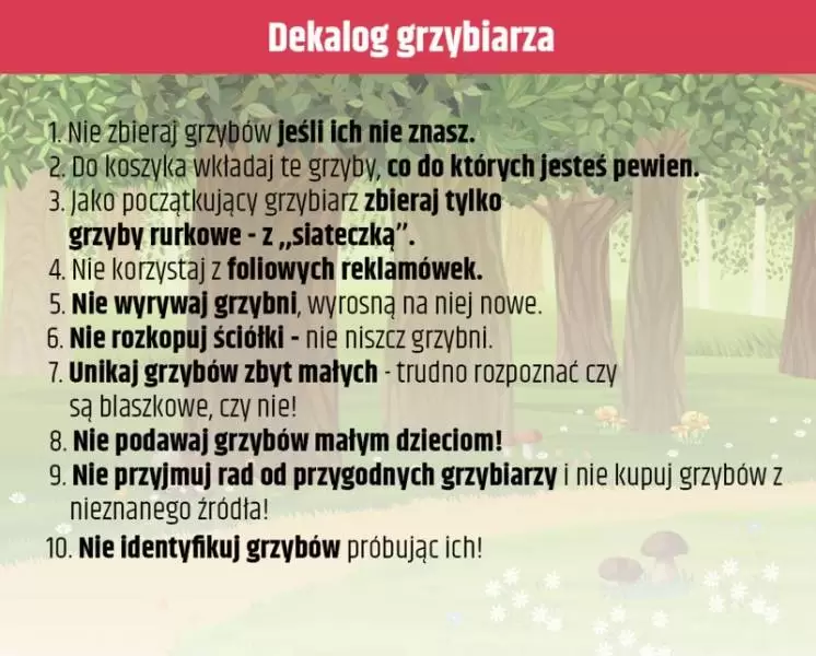 dekalog grzyby