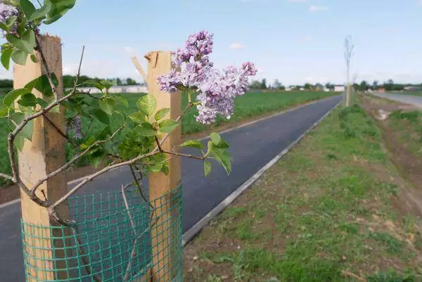 437517582 1217777835873159 1512349963531254646 n