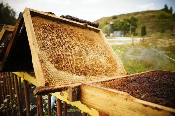 pszczoly z pasieki amest otwock 1