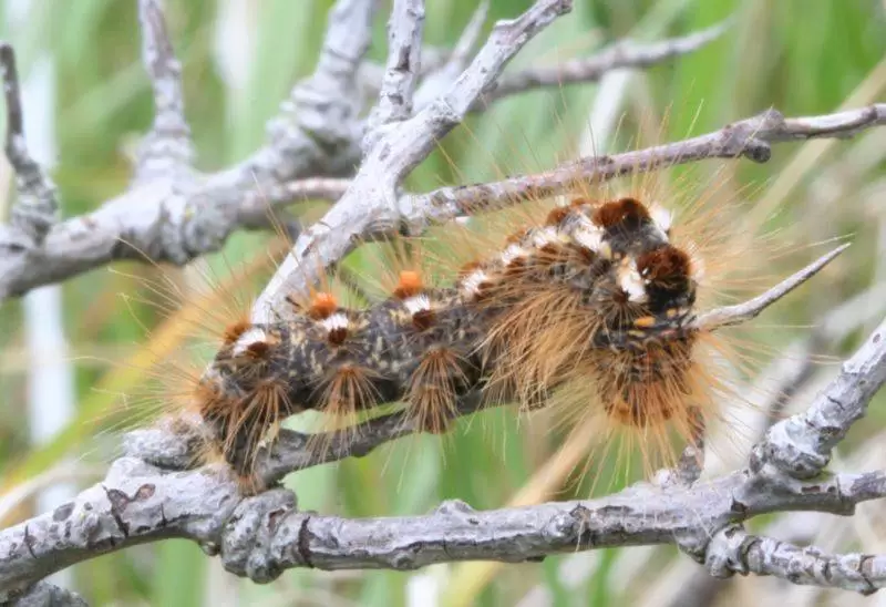 800px Euproctis chrysorrhoea 01 xndr