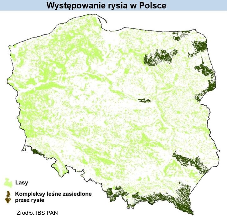 wystepowanie rysia