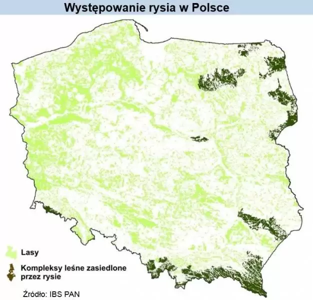 wystepowanie rysia