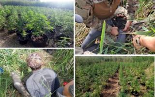 Uprawiał konopie na terenie nieużytków leśnych. Grozi mu do 8 lat więzienia