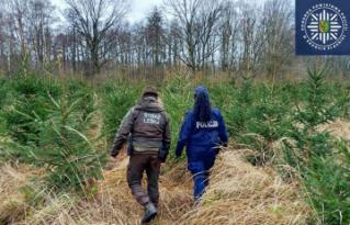 „Choinka” - wspólne działania średzkiej Policji i Straży Leśnej