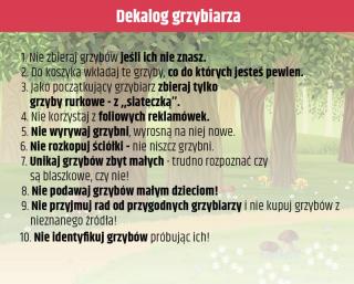 Sezon grzybowy trwa w najlepsze. Znasz dekalog grzybiarza?