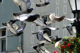 Gmina wspiera średzkich hodowców gołębi pocztowych