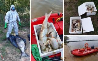 Kilkaset kg śniętych ryb w Odrze, wypadki, lokalne podtopienia [raport strażaków]