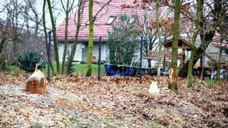 TAMY I ŻEREMIA - TAJEMNICZE ŻYCIE BOBRÓW 