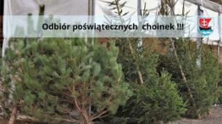Odbiór poświątecznych choinek w gminie Malczyce
