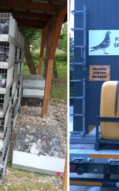 Fot. PZHGP Sekcja Środa Śląska