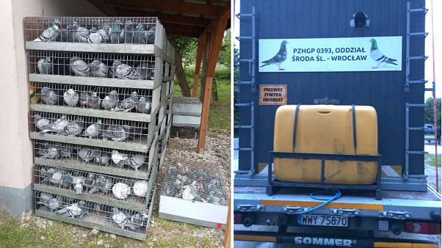 Fot. PZHGP Sekcja Środa Śląska