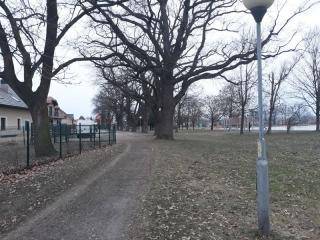 Jeden z dębów został wycięty. Jestem zaniepokojona... (list)