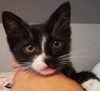 Szukamy domu dla kotka!