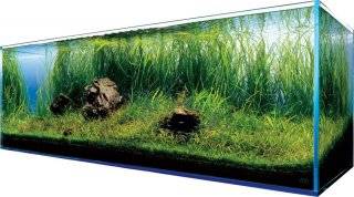 Akwarium w domu - na co zwrócić uwagę przy jego zakupie?