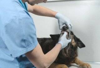 Fot. UM w Środzie Śląskiej