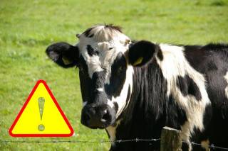 Informacja dla hodowców bydła, owiec i kóz