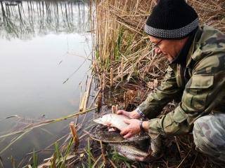 Więcej ryb w naszych stawach i rozlewiskach
