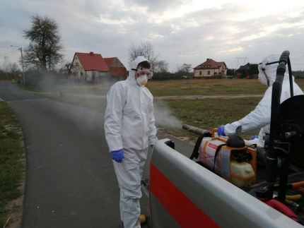 Kiedy gmina dokonuje  zabiegów dezynsekcji?