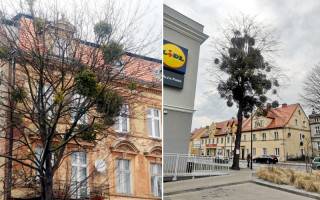 Fot. Czytelniczka gazety Roland