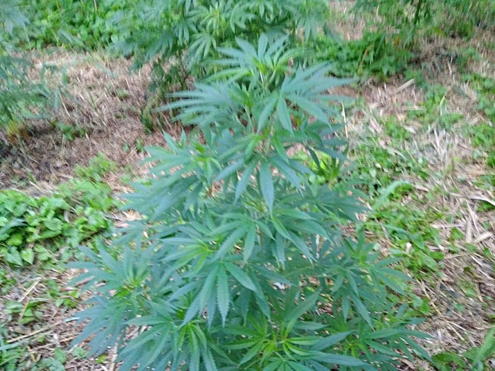 Plantacja marihuany na naszym terenie