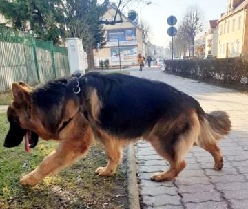 Co zrobić gdy zauważymy zagubionego lub bezdomnego psa?