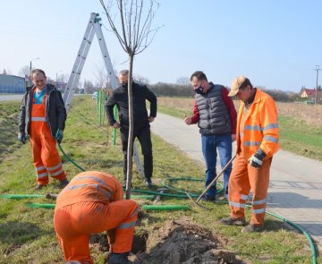 Więcej drzew! Powiat rozpoczął zapowiadane nasadzenia