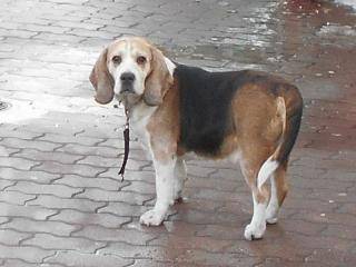 Czyje to psy? Właściciele poszukiwani