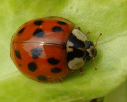 Plaga biedronek azjatyckich. Należy się ich bać?