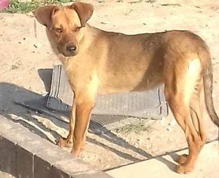 Szukamy domu dla pieska!