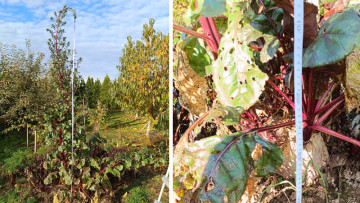 Fot. Janusz Rajczykiewicz