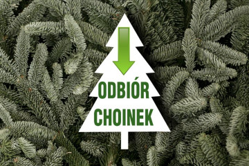 Odbiór poświątecznych choinek w gminie Miękinia