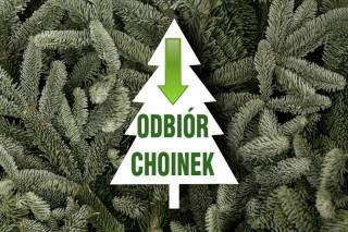 Odbiór poświątecznych choinek w gminie Miękinia