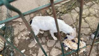 Fot. KPP w Środzie Śląskiej