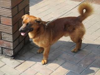 Zmarł właściciel tego psa. Może ktoś przygarnie zwierzaka?