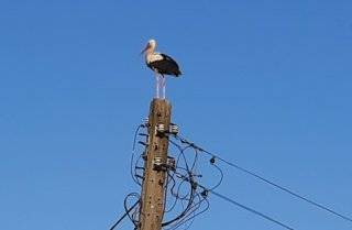 Gmina Środa Śląska pomaga bocianom z Mazurowic