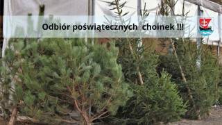 Odbiór poświątecznych choinek w gminie Malczyce