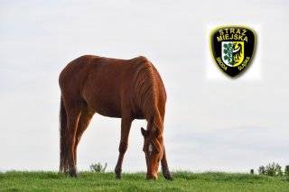 Koń biegał po wsi. Właściciel dostał mandat