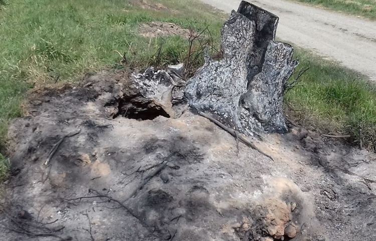 Kto podpalił drzewa przy drodze?
