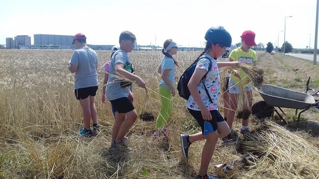 Dzieci przygotowują wieniec dożynkowy